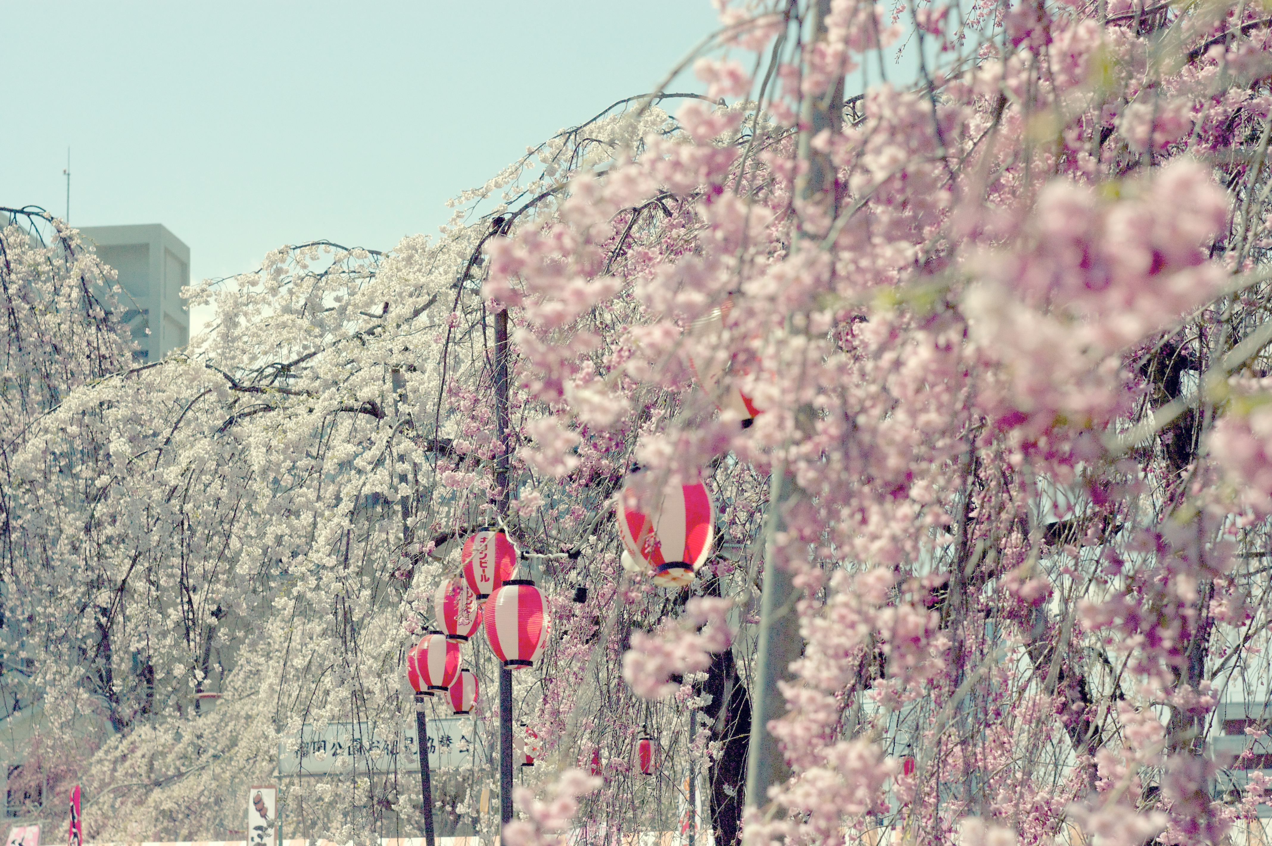 eLearning a la japonesa (1ª parte)